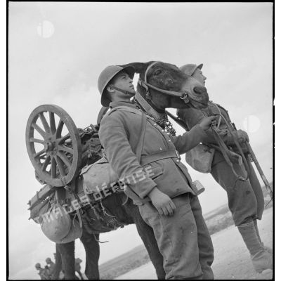 Artilleurs du 67e RAA (régiment d'artillerie d'Afrique) de la DMC (division de marche de Constantine) avec un mulet bâté de pièces d'un canon de montagne de 65 mm, modèle 1906, dans le secteur d'Ousseltia.