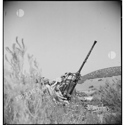 Mise en batterie d'un canon de 40 mm Bofors CA (contre avions) par des soldats du Commonwealth dans la région de Zaghouan.