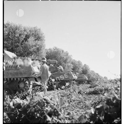 Des chasseurs de chars TD M10 (tanks destroyers) d'une unité de chasseurs d'Afrique sont alignés derrière des oliviers au cours d'une manoeuvre du CEF (corps expéditionnaire français) dans le Sud algérien.