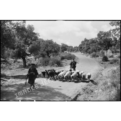 Des goumiers du 11e tabor du 4e GTM (groupe de tabors marocains), convoient des chèvres et des moutons, ravitaillement de l'unité, pendant une manoeuvre du CEF (corps expéditionnaire français).
