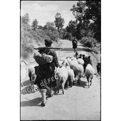 Des goumiers du 11e tabor du 4e GTM (groupe de tabors marocains), convoient des chèvres et des moutons, ravitaillement de l'unité, pendant une manoeuvre du CEF (corps expéditionnaire français).
