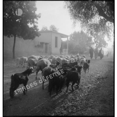 Les moutons du camp de prisonniers de guerre italiens n°8.