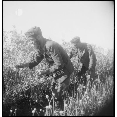 Des prisonniers de guerre cueillent des fèves dans le potager du camp.