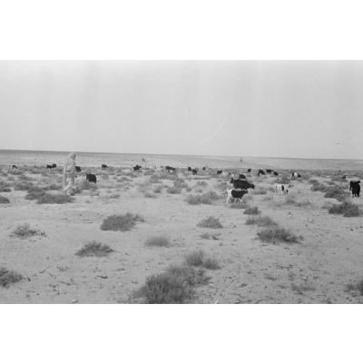 Un berger et ses chèvres en Libye.