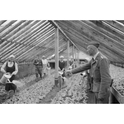 Dans une ferme réquisitionnée, un Sonderführer de la Luftwaffe contrôle le travail de femmes dans une serre.