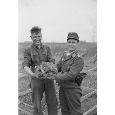 Dans une ferme réquisitionnée par la Luftwaffe, deux aviateurs présentent une salade, à droite le sous-lieutenant est un membre de la 1re compagnie de propagande de l'armée de l'air allemande.
