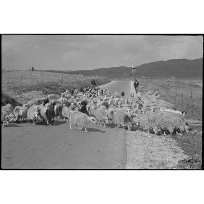 En Crète, un berger et ses moutons.