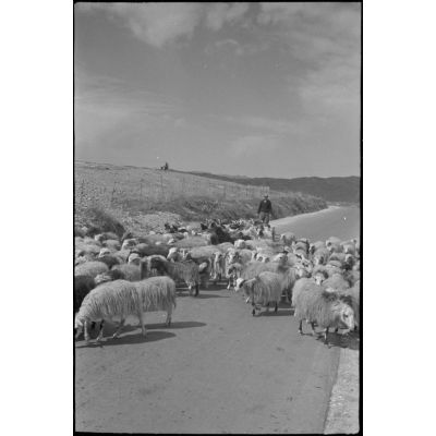 En Crète, un berger et ses moutons.