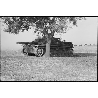 Les Sturmgeschütz III, canons d'assaut allemands au service des Italiens au sein du Sturmgeschütz-Abteilung 242.