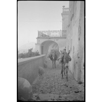Sur l'île de Naxos, mulets chargés dans une rue.