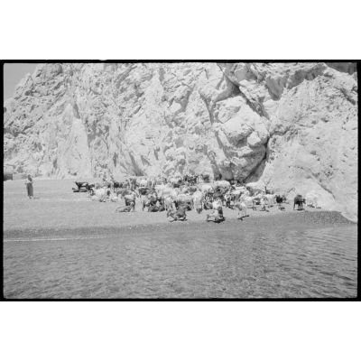 Un troupeau sur la plage de Perissa, île de Santorin.