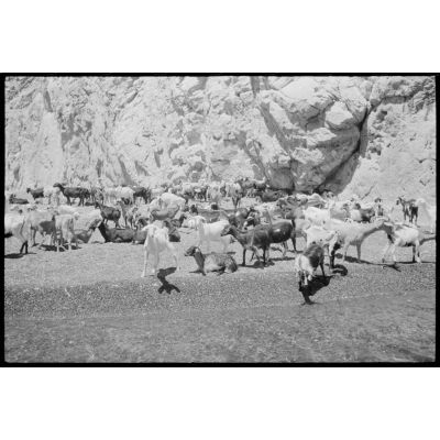 Un troupeau sur la plage de Perissa, île de Santorin.