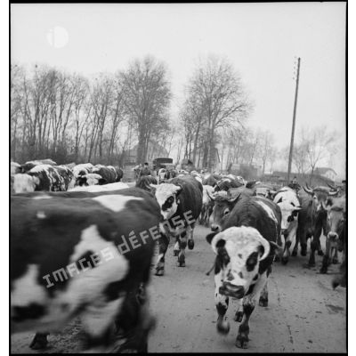 Plan moyen d'un troupeau de vaches qui déambule sur une route.