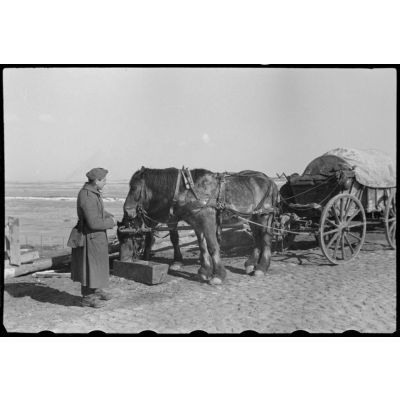 A l'ouest de Wjasma, lors de l'opération Büffelbewegung, des chevaux mangent après la traversée d'un pont.