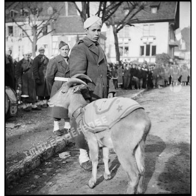 Chèvre mascotte du 5e RTM à Montbéliard lors de la cérémonie célébrant la libération de la ville le 17 novembre 1944.