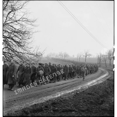 Colonne de prisonniers de guerre allemands sur une route dans le secteur de Dannemarie capturés lors de la reconquête de la région par la 5e DB.