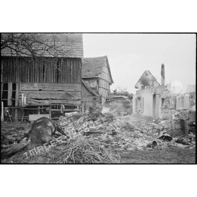 Fermes en ruine et cadavres d'animaux dans le village de Kogenheim (Bas-Rhin), tout juste reconquis par les unités de la 2e DB (division blindée).