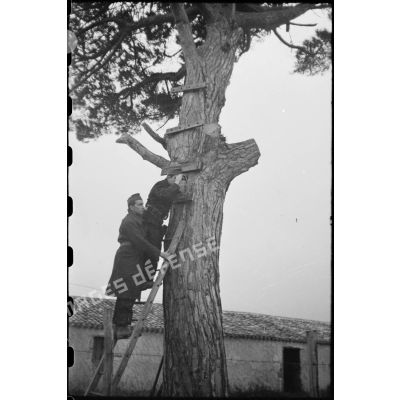 Des FFO (Forces françaises de l'Ouest) tiennent et défendent un point d'appui dans le secteur de la Pointe-de-Grave (Gironde) : ils font le guet depuis un arbre observatoire.