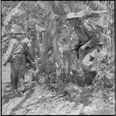Progression dans une bananeraie de  fantassins du 43e régiment d’infanterie colonial (43e RIC) au cours de l’opération Tourbillon 2.