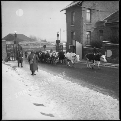 Des soldats accompagnent un troupeau de vaches.