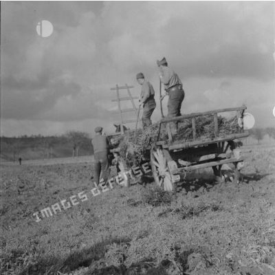 Récolte des pommes de terre à Condé Northen en octobre 1939. [légende d'origine]