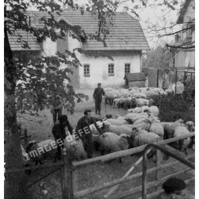 [Gestion d'une bergerie dans un quartier de Hambourg, s.d.]