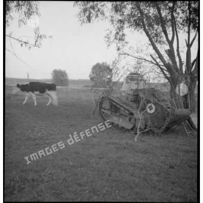 Dans un champ près d'une vache, un char Renault FT 17 est photographié en plan général de trois quarts dos.