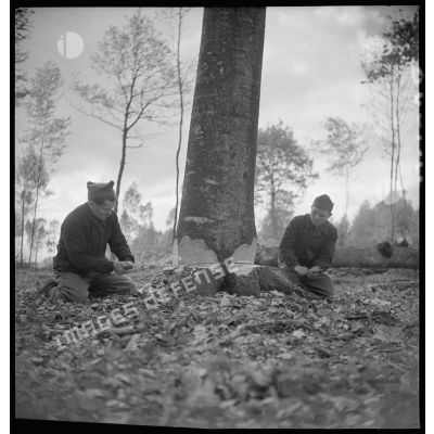 En forêt des bûcherons coupent du bois dans une exploitation forestière militaire.