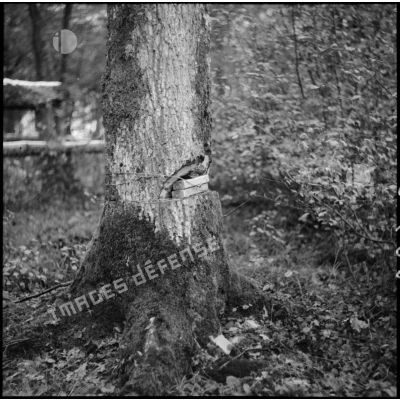 En forêt plan moyen de pains d'hexolite placés sur un tronc d'arbre pour un exercice de mise en oeuvre d'abattis.
