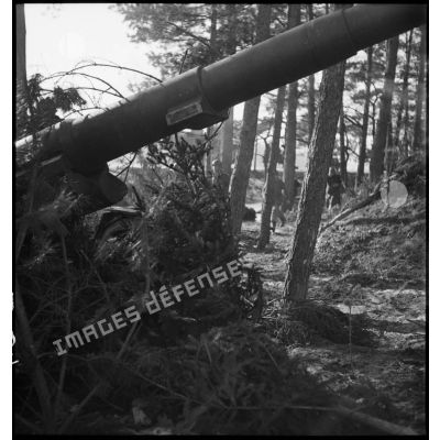 Plan rapproché du tube d'une pièce de 155 mm GPF de la 5e armée, mise en batterie à la lisère d'un bois.