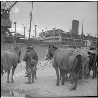 Rassemblement de fantassins et de chevaux de la BEF sur le quai d'un port français.