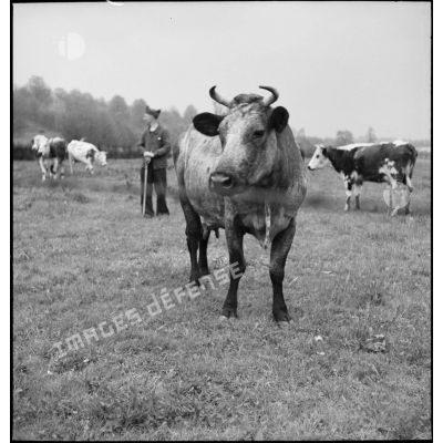 Vache dans un pré, dans le secteur de la 9e armée.