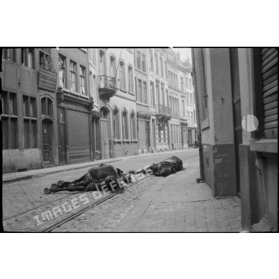 Plan large centré sur des chevaux morts dans une rue de Namur.