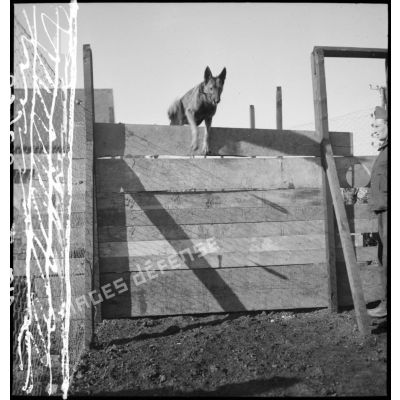 Exercice de saut d'obstacle pour un chien lors d'une formation cynophile.
