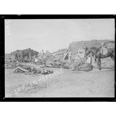 Près de Cappy (Somme). Chevaux tués par un obus allemand. [légende d'origine]