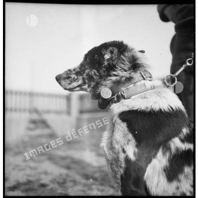 Portrait d'un chien de la 5e armée.