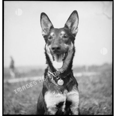 Portrait d'un chien de la 5e armée.