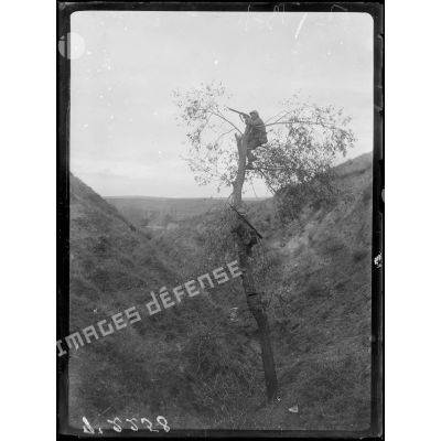 (Près de la Cerna). Guetteurs dans les arbres. 6 novembre 1916. [légende d'origine]