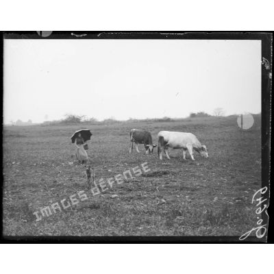 Près de Besançon, jeune paysanne gardant ses vaches [légende d'origine]