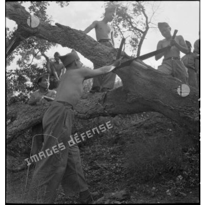 Des tirailleurs indochinois du camp de Darboussière exécutent des travaux de déboisement.