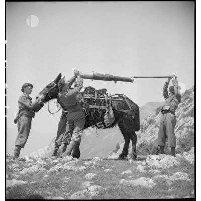 Chargement du tube d'un canon de 75 mm sur le dos d'un mulet.