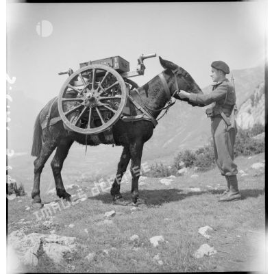 Chargement d'un porte-essieux et des roues d'un canon de 75 mm sur le dos d'un mulet.