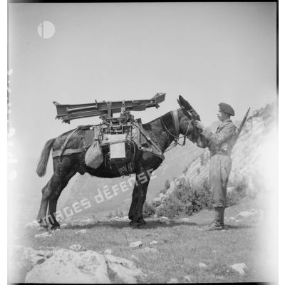 Chargement de la rallonge de flèche d'un canon de 75 mm sur le dos d'un mulet.