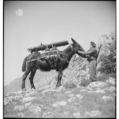 Chargement du berceau d'un canon de 75 mm sur le dos d'un mulet.