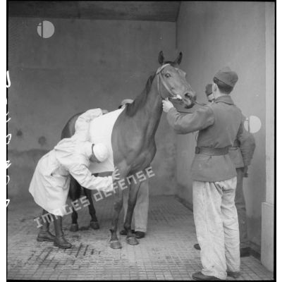 Examen clinique d'un cheval.