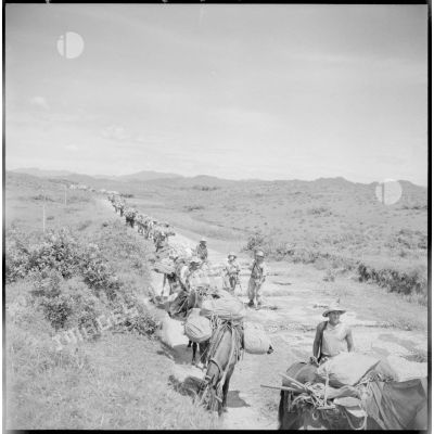 Colonne muletière de la 2e section de la 2e batterie du 64e RAA (régiment d'artillerie d'Afrique) sur la RC 3, entre Phu Loi et Thaï Nguyen.