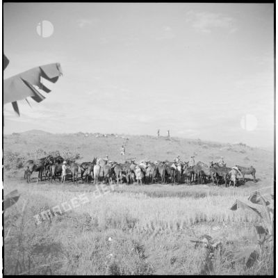Parquage des mulets de la 2e section de la 2e batterie du 64e régiment d'artillerie d'Afrique (RAA) à Thaï Nguyen.
