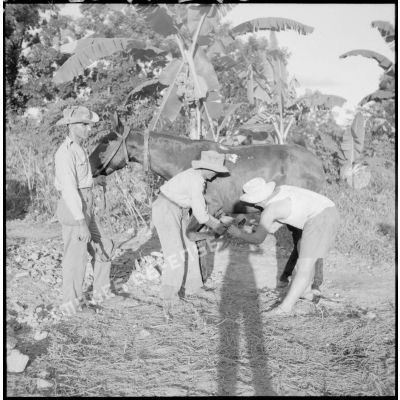 Ferrage d'un mulet par le maréchal-ferrant de la section de la 2e section de la 2e batterie du 64e régiment d'artillerie d'Afrique (RAA).