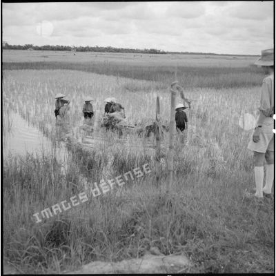 Paysans récoltant le riz.