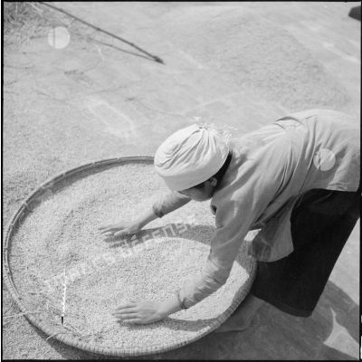 A l'aide de grands plateaux, des paysans vietnamiens débarassent le riz des brindilles et des impuretés.
